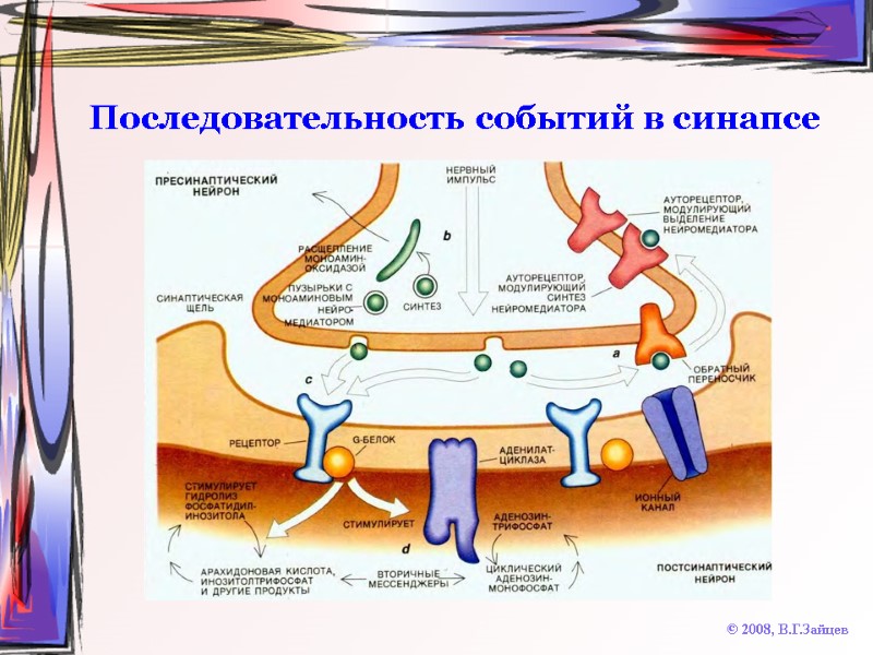 Последовательность событий в синапсе © 2008, В.Г.Зайцев